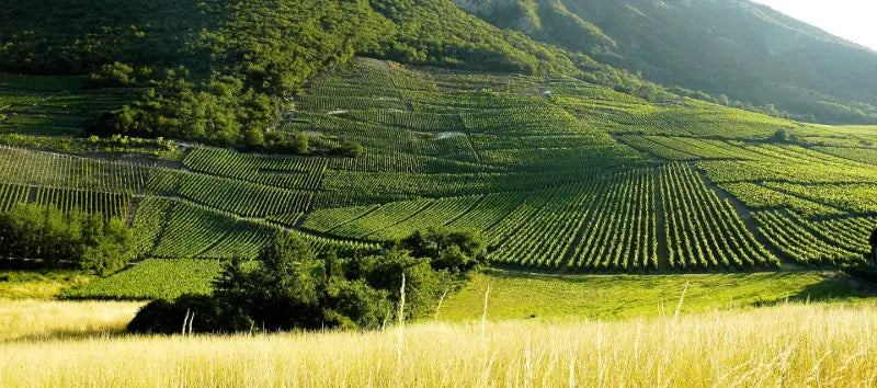 Les vins de Savoie, en direct de nos vignerons